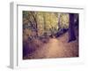 A Forest with the Sun Shining Through-graphicphoto-Framed Photographic Print