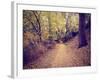 A Forest with the Sun Shining Through-graphicphoto-Framed Photographic Print