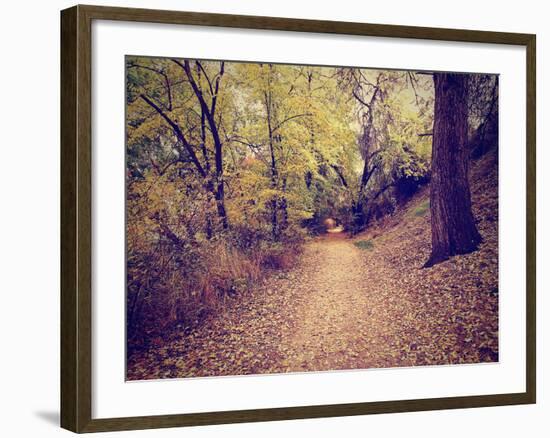 A Forest with the Sun Shining Through-graphicphoto-Framed Photographic Print