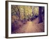 A Forest with the Sun Shining Through-graphicphoto-Framed Photographic Print