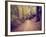 A Forest with the Sun Shining Through-graphicphoto-Framed Photographic Print