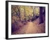 A Forest with the Sun Shining Through-graphicphoto-Framed Photographic Print