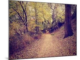 A Forest with the Sun Shining Through-graphicphoto-Mounted Photographic Print