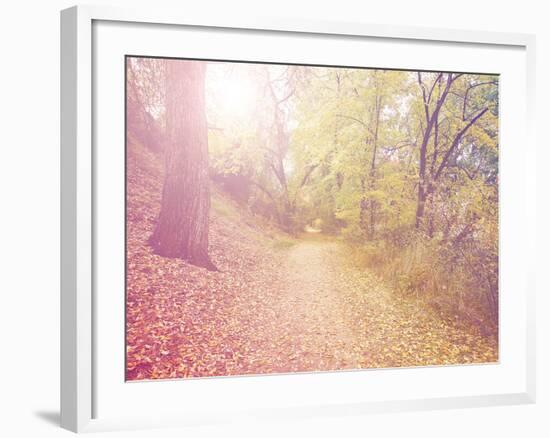 A Forest with the Sun Shining Through-graphicphoto-Framed Photographic Print