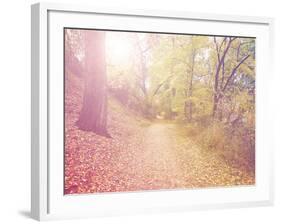 A Forest with the Sun Shining Through-graphicphoto-Framed Photographic Print