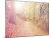 A Forest with the Sun Shining Through-graphicphoto-Mounted Photographic Print