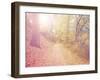 A Forest with the Sun Shining Through-graphicphoto-Framed Photographic Print