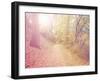 A Forest with the Sun Shining Through-graphicphoto-Framed Photographic Print