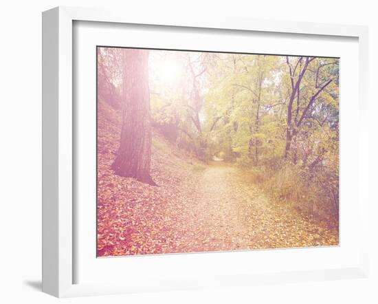 A Forest with the Sun Shining Through-graphicphoto-Framed Photographic Print