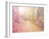 A Forest with the Sun Shining Through-graphicphoto-Framed Photographic Print