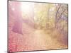 A Forest with the Sun Shining Through-graphicphoto-Mounted Photographic Print