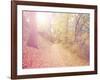 A Forest with the Sun Shining Through-graphicphoto-Framed Photographic Print