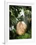 A Fossilized Dinosaur Egg, Probably of the Sauropod Hypselosaurus-null-Framed Giclee Print