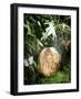 A Fossilized Dinosaur Egg, Probably of the Sauropod Hypselosaurus-null-Framed Giclee Print