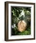 A Fossilized Dinosaur Egg, Probably of the Sauropod Hypselosaurus-null-Framed Giclee Print