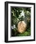 A Fossilized Dinosaur Egg, Probably of the Sauropod Hypselosaurus-null-Framed Giclee Print