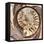 A Fossilized Shell Cut in Half. Santa Fe, New Mexico, Usa-Julien McRoberts-Framed Stretched Canvas