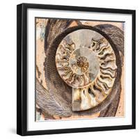 A Fossilized Shell Cut in Half. Santa Fe, New Mexico, Usa-Julien McRoberts-Framed Photographic Print