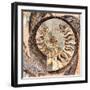 A Fossilized Shell Cut in Half. Santa Fe, New Mexico, Usa-Julien McRoberts-Framed Photographic Print