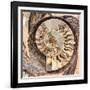 A Fossilized Shell Cut in Half. Santa Fe, New Mexico, Usa-Julien McRoberts-Framed Photographic Print