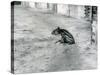 A Four Day Old Malayan Tapir at London Zoo, July 1921-Frederick William Bond-Stretched Canvas