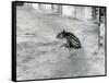 A Four Day Old Malayan Tapir at London Zoo, July 1921-Frederick William Bond-Framed Stretched Canvas