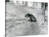 A Four Day Old Malayan Tapir at London Zoo, July 1921-Frederick William Bond-Stretched Canvas