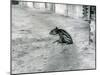 A Four Day Old Malayan Tapir at London Zoo, July 1921-Frederick William Bond-Mounted Photographic Print