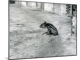 A Four Day Old Malayan Tapir at London Zoo, July 1921-Frederick William Bond-Mounted Photographic Print