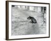 A Four Day Old Malayan Tapir at London Zoo, July 1921-Frederick William Bond-Framed Photographic Print