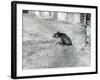 A Four Day Old Malayan Tapir at London Zoo, July 1921-Frederick William Bond-Framed Photographic Print