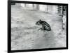 A Four Day Old Malayan Tapir at London Zoo, July 1921-Frederick William Bond-Framed Photographic Print