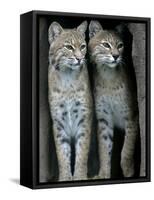 A Four-Year-Old Female Bobcat-null-Framed Stretched Canvas