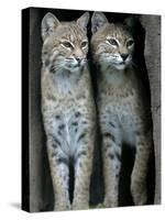 A Four-Year-Old Female Bobcat-null-Stretched Canvas