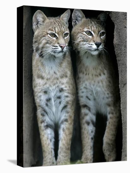 A Four-Year-Old Female Bobcat-null-Stretched Canvas