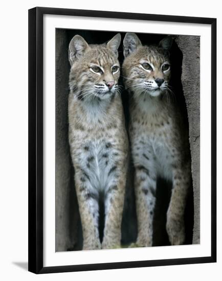 A Four-Year-Old Female Bobcat-null-Framed Premium Photographic Print