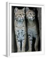 A Four-Year-Old Female Bobcat-null-Framed Premium Photographic Print