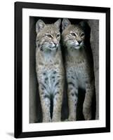 A Four-Year-Old Female Bobcat-null-Framed Premium Photographic Print