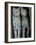 A Four-Year-Old Female Bobcat-null-Framed Photographic Print