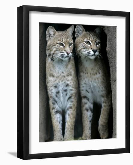 A Four-Year-Old Female Bobcat-null-Framed Photographic Print