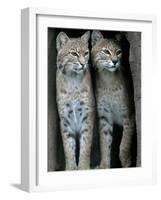 A Four-Year-Old Female Bobcat-null-Framed Photographic Print