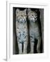 A Four-Year-Old Female Bobcat-null-Framed Photographic Print