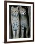 A Four-Year-Old Female Bobcat-null-Framed Photographic Print