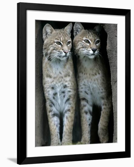 A Four-Year-Old Female Bobcat-null-Framed Photographic Print