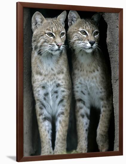 A Four-Year-Old Female Bobcat-null-Framed Photographic Print