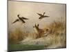 A Fox flushing a Mallard and a Duck, 1870 oil on board-null-Mounted Giclee Print