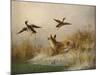 A Fox flushing a Mallard and a Duck, 1870 oil on board-null-Mounted Giclee Print