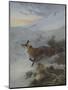 A Fox in a Winter Landscape-Archibald Thorburn-Mounted Premium Giclee Print