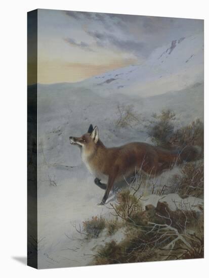 A Fox in a Winter Landscape-Archibald Thorburn-Stretched Canvas