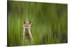 A Fox Kit Stares At The Photographer Only To Go Cross-Eyed In The Process, Eagle, Colorado-Jay Goodrich-Stretched Canvas